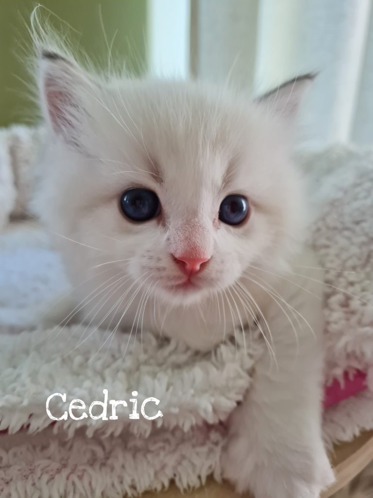 Cedric mit 4 Wochen, blue lynx bicolor ragdoll