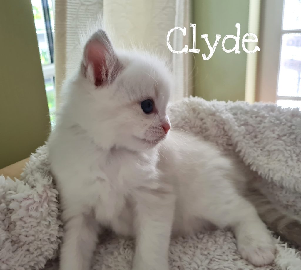 Clyde mit 4 Wochen, blue lynx bicolor ragdoll