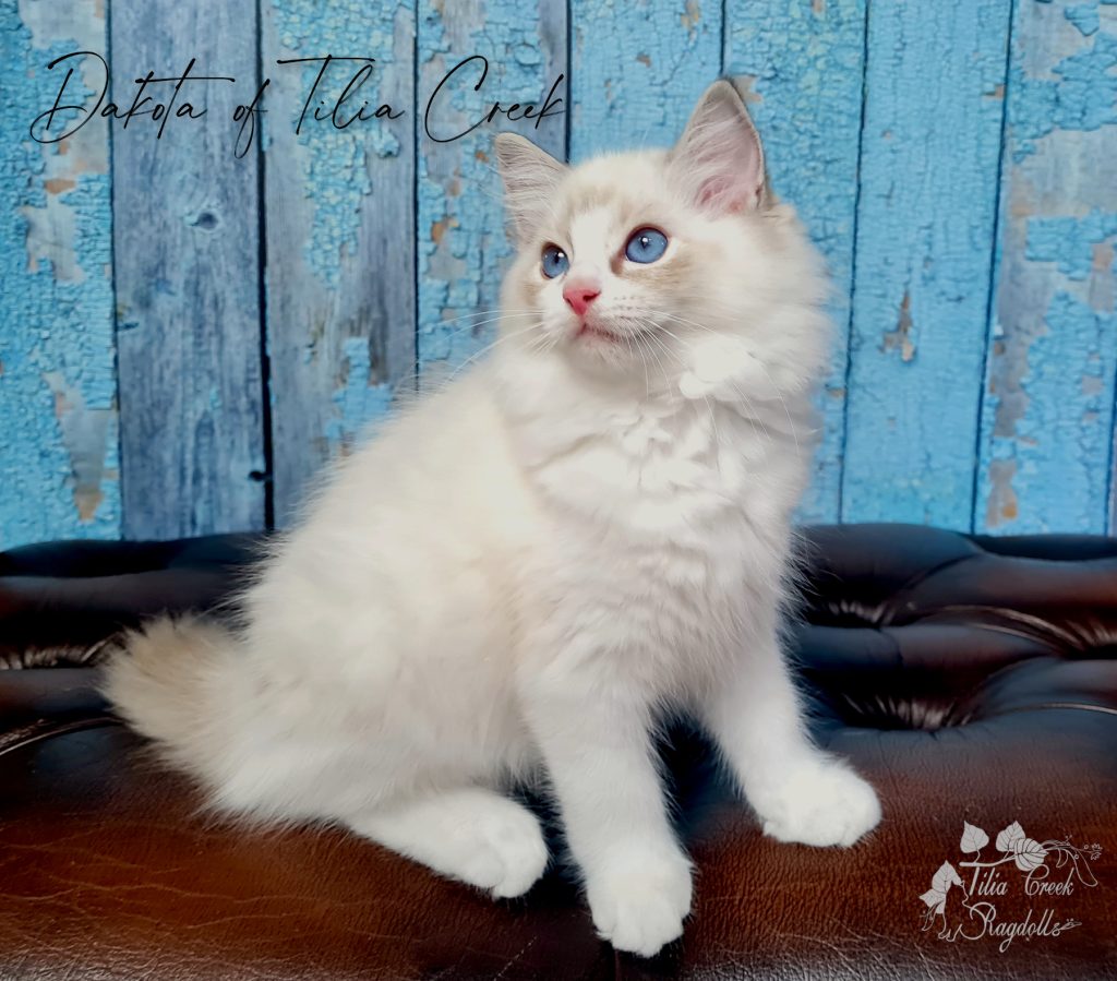 Dakota Blue mit 12Wochen, blue lynx bicolor ragdoll cat